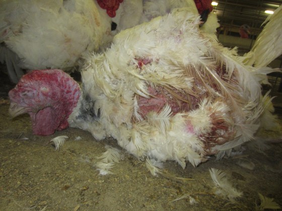 Image: Injured turkey