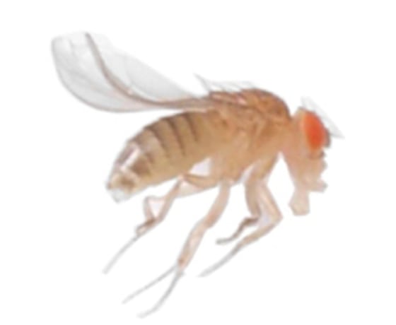 Image: Fruit fly