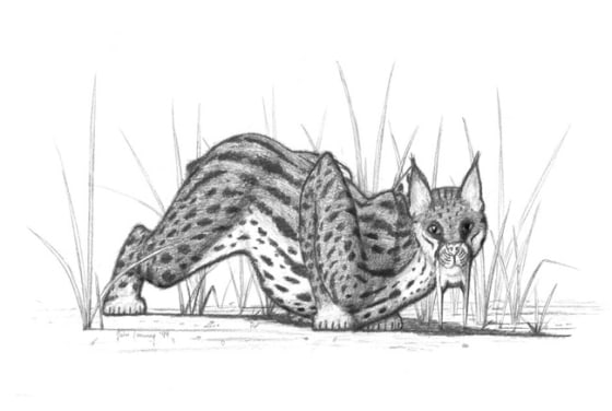 Weighing an average of 550 pounds (250 kilograms), this sabertooth cat, Smilodon fatalis, had a weaker bite than modern-day lions.