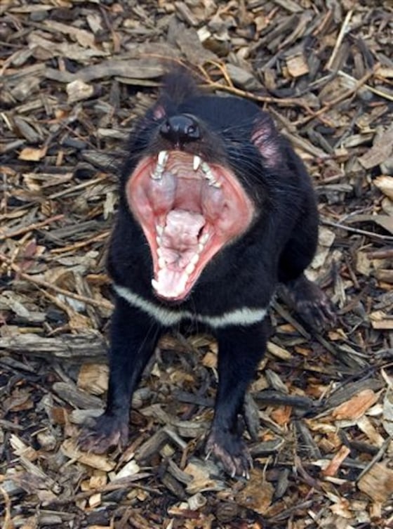 Tasmanian Devil Cancer Inbreeding