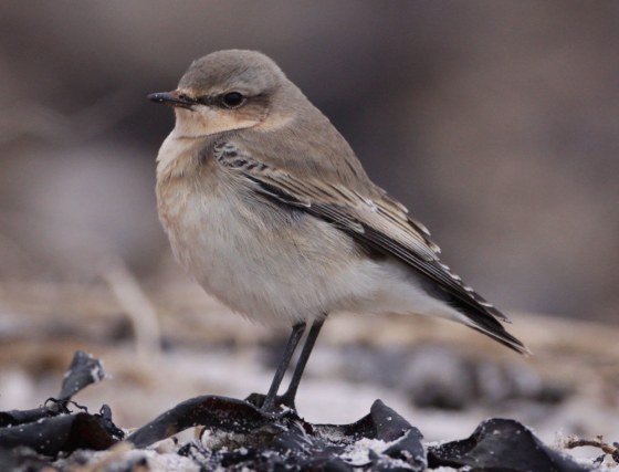 Image: Northern wheatear (Oenanthe oenanthe)