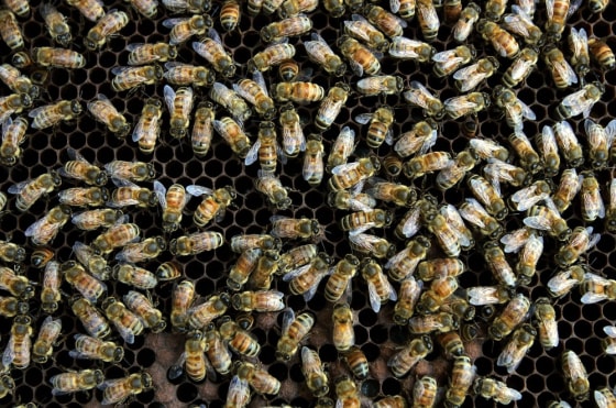 Image: Bees