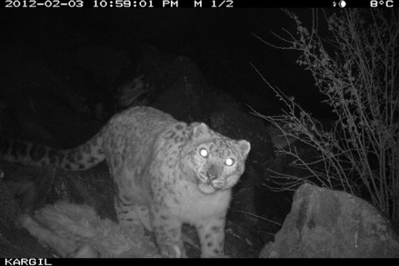 An endangered snow leopard is snapped at night by an infrared camera in Kashmir.