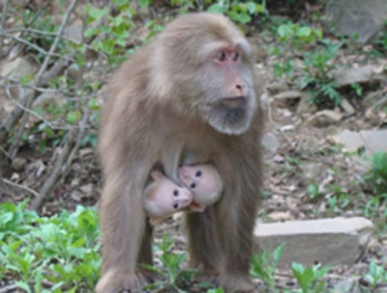 Successful parenting of twins among all non-human primates is rare, save for one family of South American monkeys, the Callitrichidae, which includes tamarins and marmosets.