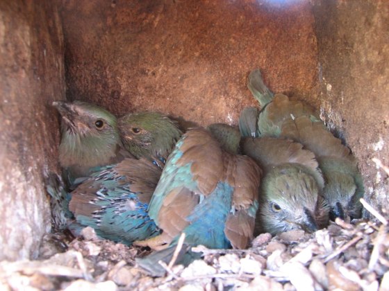 Eurasian roller nestlings in a breeding box.