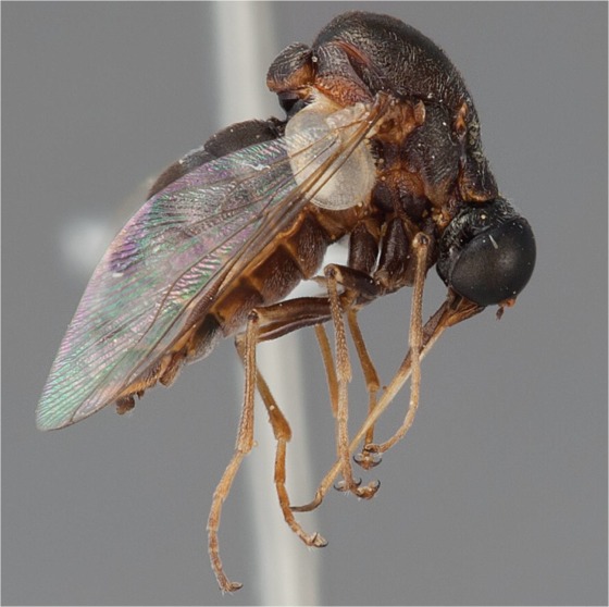 These deadly flies eat spiders from the inside out