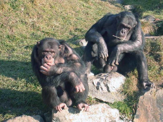 Two chimpanzee arbiters, Digit, left, and Cess, seem to be contemplating a problem.