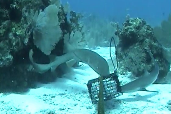 A juvenile nurse shark and Caribbean reef shark (right) compete for access to bait near a camera in this still from footage taken at Belize’s Glover's Reef Marine Reserve.