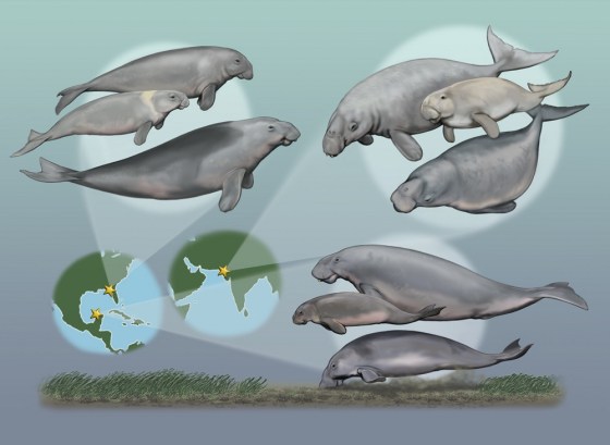 Image: Sea cows