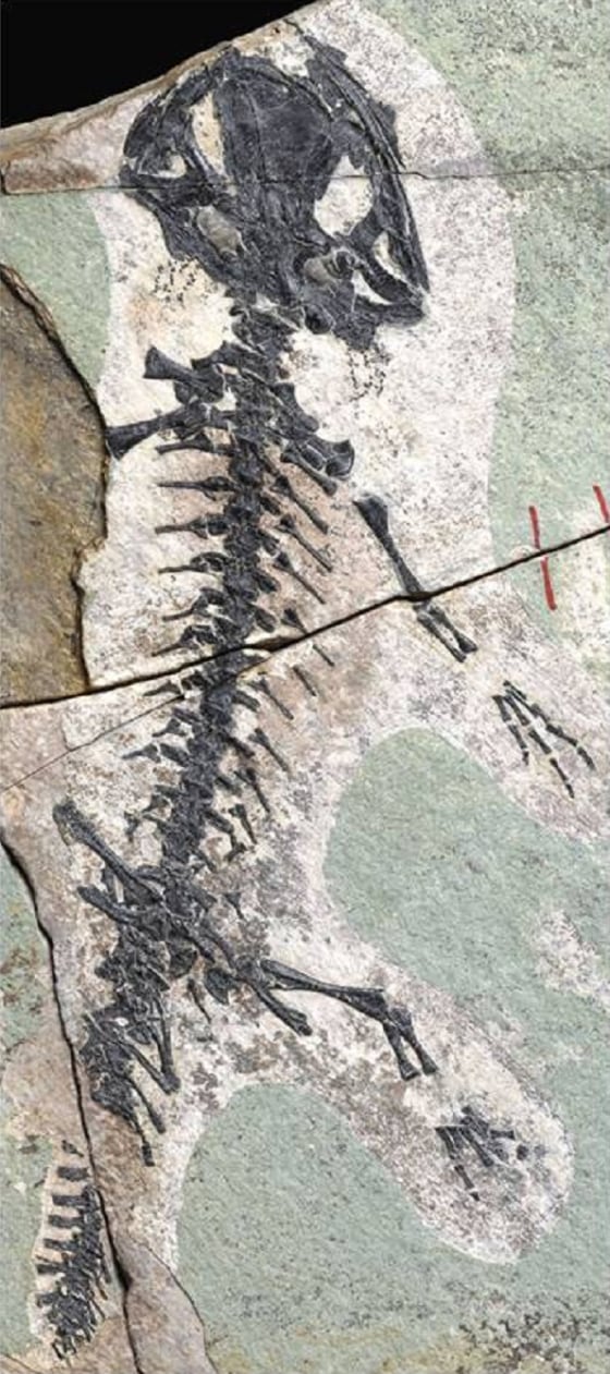 A fossilized Beiyanerpeton jianpingensis, a newly discovered 157 million-year-old salamander species.
