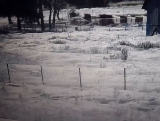 A blanket of silk drapes an area of Wagga Wagga, Australia after flooding made the spiders flee to dry land.
