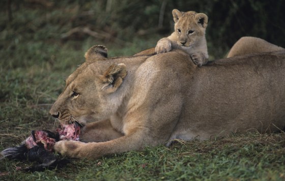 Lions certainly like the taste of flesh, but sweets? Not so much.