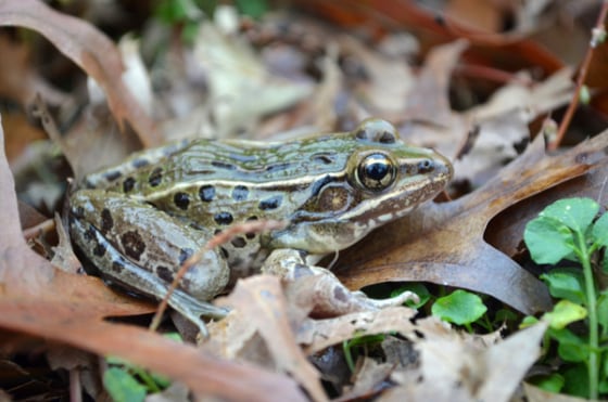 A new frog species has been discovered — right in the midst of New York City.