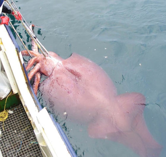 The colossal squid is a pretty big squid. It is thought to be the largest invertebrate, measuring 39 to 46 feet long. It also has the largest eyes of any animal. One of the few animals that dares to mess with a colossal squid is the sperm whale. They account for about 14 percent of the squid beaks found in the stomachs of sperm whales.