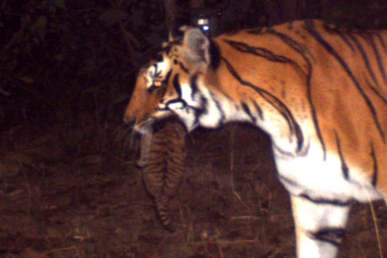 A mother tiger, spotted by a camera trap near the Kosi River in northern India, carries her 1-month-old cub in her mouth.