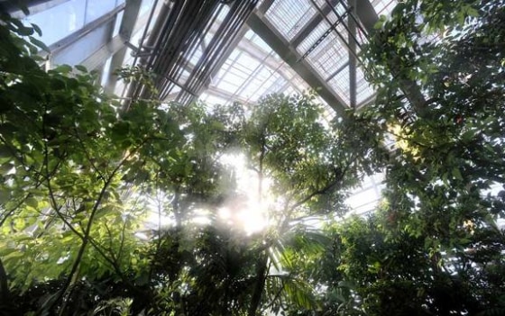 The Tropical High Bay, part of the Laboratory for Autonomous Systems Research, is a 60 foot-by-40 foot greenhouse that contains a re-creation of a southeast Asian rain forest. Temperatures inside average 80 degrees with 80 percent humidity year-round.