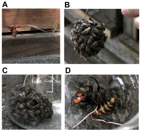 Worker bees forming a hot defensive bee ball. In this series of images: (A) A wire-hung hornet is presented to the beehive as a decoy. (B) Hundreds of workers form a hot defensive bee ball surrounding the giant hornet. (C) The bee ball is recovered in a glass beaker. (D) The giant hornet is dead 60 minutes after the bee ball forms.