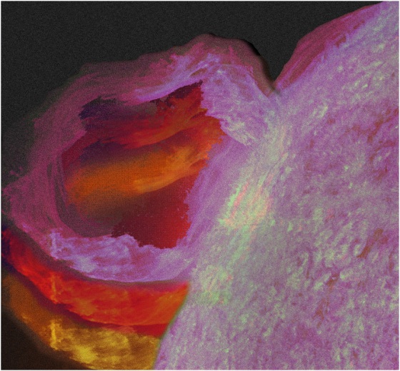 A gigantic prominence blossomed out from the sun on the first day that SDO began taking images. It reached out more than 25 times the size of Earth. Prominences are unstable clouds of cooler gas tethered above the sun's surface by magnetic forces.