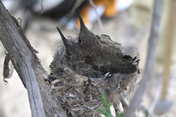 Black-chinned hummingbirds appear drawn to noise, perhaps because their predators, scrub jays, leave noisy sites.
