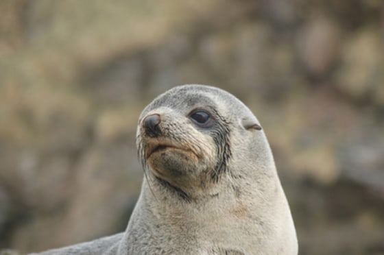Scientists worry that pups such as this female Antarctic fur seal may have to allocate more energy to staying warm and less to growth and, ultimately, their survival.