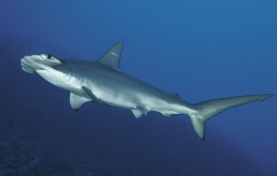 It's very hard to tell the scalloped hammerhead shark, above, apart from the new "cryptic" species — only differences in their DNA and number of vertebrae reveal their true identities.