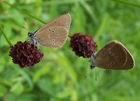 The threatened dusky blue butterfly, a species that lives part of its life with ants.