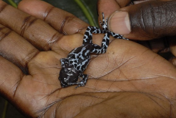 Males of this tiny frog, found after being lost for decades, sport a long "ring finger."