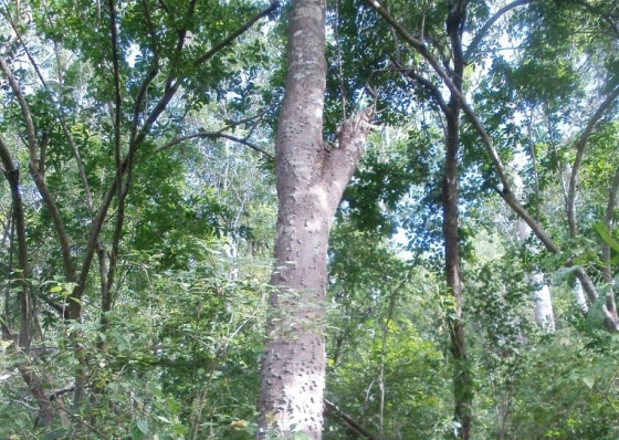 Rediscoveed species Erythrina schliebenii, center, has a trunk with vicious spines.