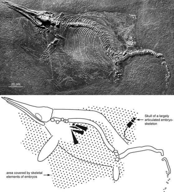 Image: Ichthyosaur female with embryos