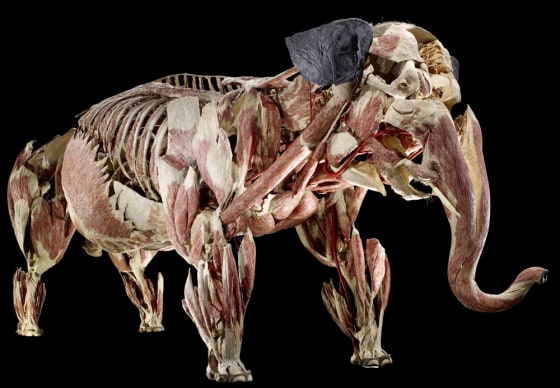 A giant of the "Animals Inside Out" exhibition, the elephant, shows off its muscles.