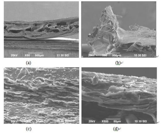 Scanning electron microscope images of the cranial bone and beak bone of the great spotted woodpecker and the lark cranial bone of (a) woodpecker and (b) lark; beak of (c) woodpecker and (d) lark.