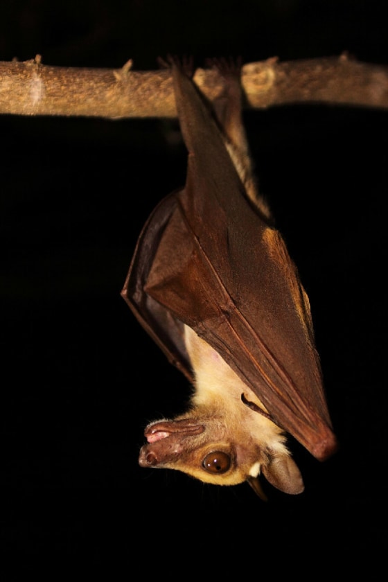 A fruit bat in Ghana. Scientists found the human mumps virus in the African fruit bat.