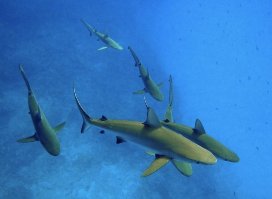 Gray reef sharks (Carcharhinus amlyrhynchos) at Kure Atoll in the Papahanaumokuakea Marine National&nbsp;Monument, Hawaii.