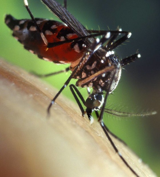 The Asian tiger mosquito is one of two mosquito species that can carry the chikungunya disease.