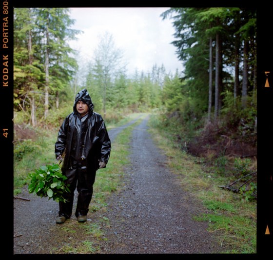 Jose Hernandez picking salal, an ornamental shrub, near Forks, Wash.