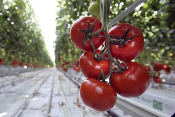 These healthy tomatoes were grown in saltwater.
