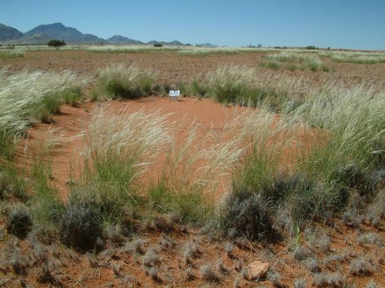 Image: Bare spot, or \"fairy circle\" in Nambia