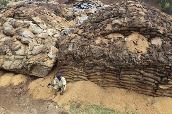 Grain Rott As India's kids starve, $1.5 billion worth of grain rots
