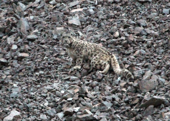 Image: Snow leopard