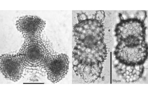 Plankton from equatorial waters found in the Arctic Ocean in 2010, from left to right: Dictyocoryne truncatum and Didymocyrtis tetrathalamus.