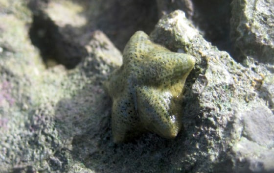 The sea stars Cryptasperina hystera and C. pentagona are close relatives that look identical but reproduce in very different ways. Pentagona is a broadcast spawner, and hystera broods its young internally. A new study shows the species separated just a few thousand years ago.