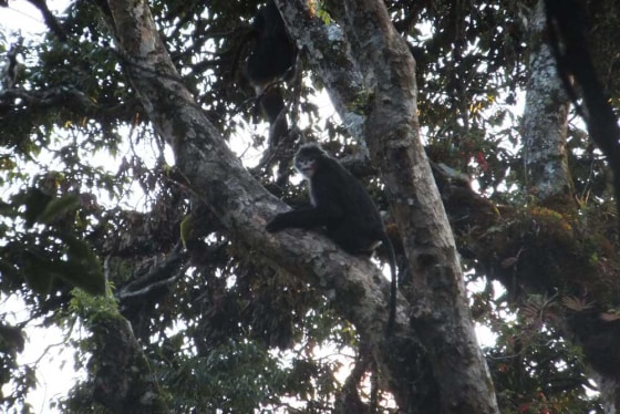 A female snub-nosed monkey, whose photo was snapped by a local forest ranger Liu Pu in a patch of evergreen broadleaf forest near Pianma in China's Yunnan province.