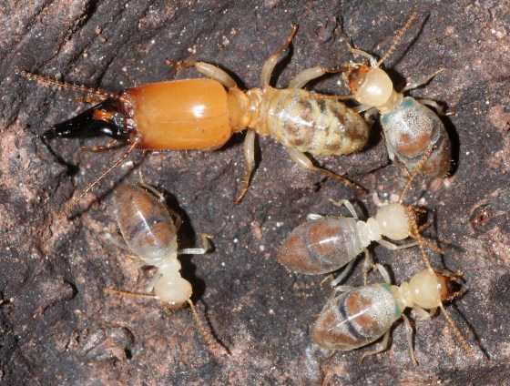 Shown here are a soldier, two white workers and two blue workers of the termite species Neocapritermes taracua. The two bluish spots high on the back of the abdomen of the blue workers contain crystals, a crucial part of their suicide weaponry.