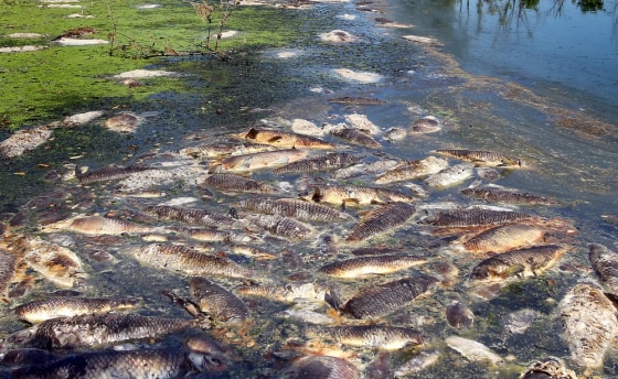 Image: Dead fish
