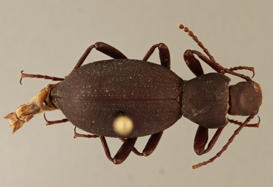 This newly discovered beetle, Eleodes wynnei, was found in a northern Arizona cave.