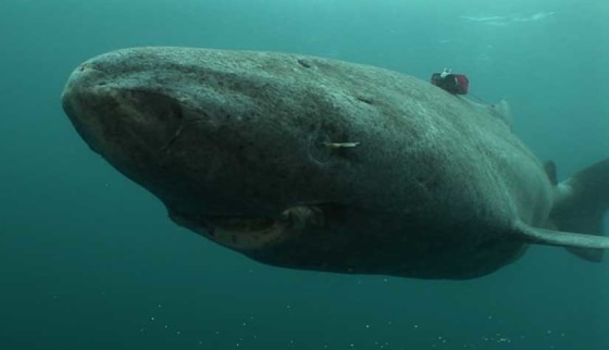 A Greenland shark with a data logger on its back is shown swimming&nbsp;— slowly.