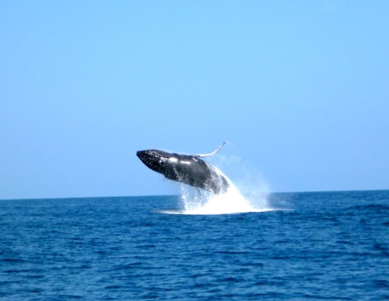 University of Miami aquaculture grad student Melissa Pelaez snapped this photo of a humpback whale breaching while fishing for yellowfin tuna in Panama.