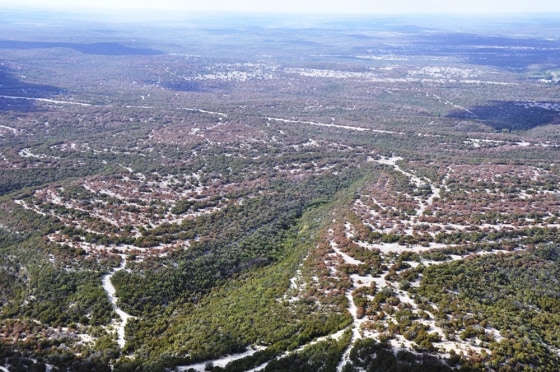 Image: Drought stricken trees