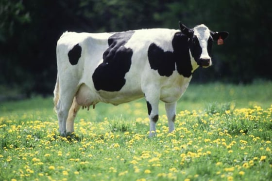 You probably won't be seeing this dairy cow on the Weather Channel anytime soon.