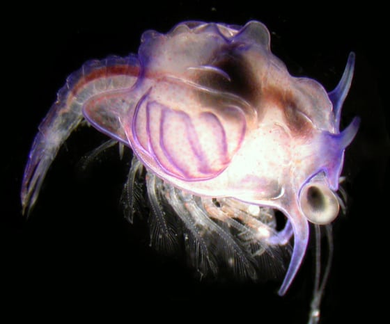Image: \"Monster\" larvae